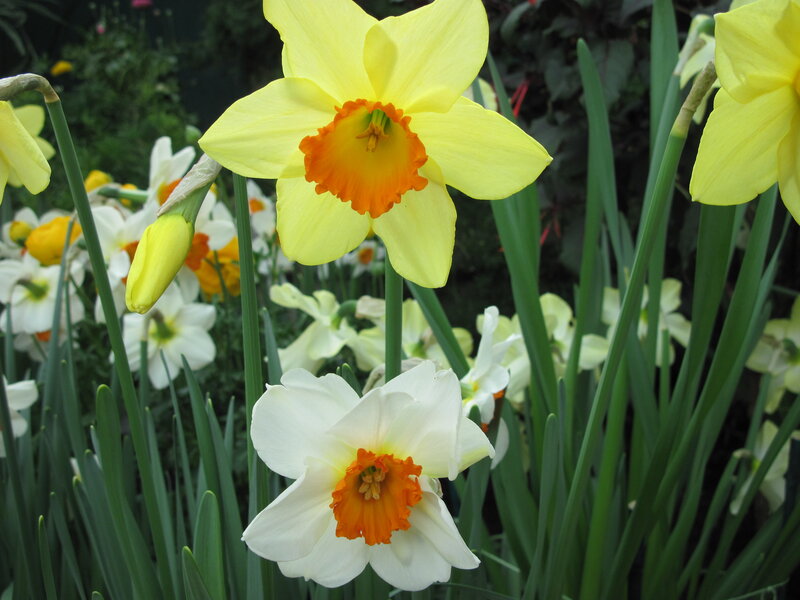 Yellow and White Daffodils — Calm