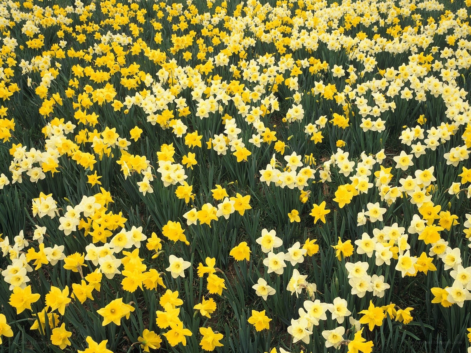 yellow and white daffodils field
