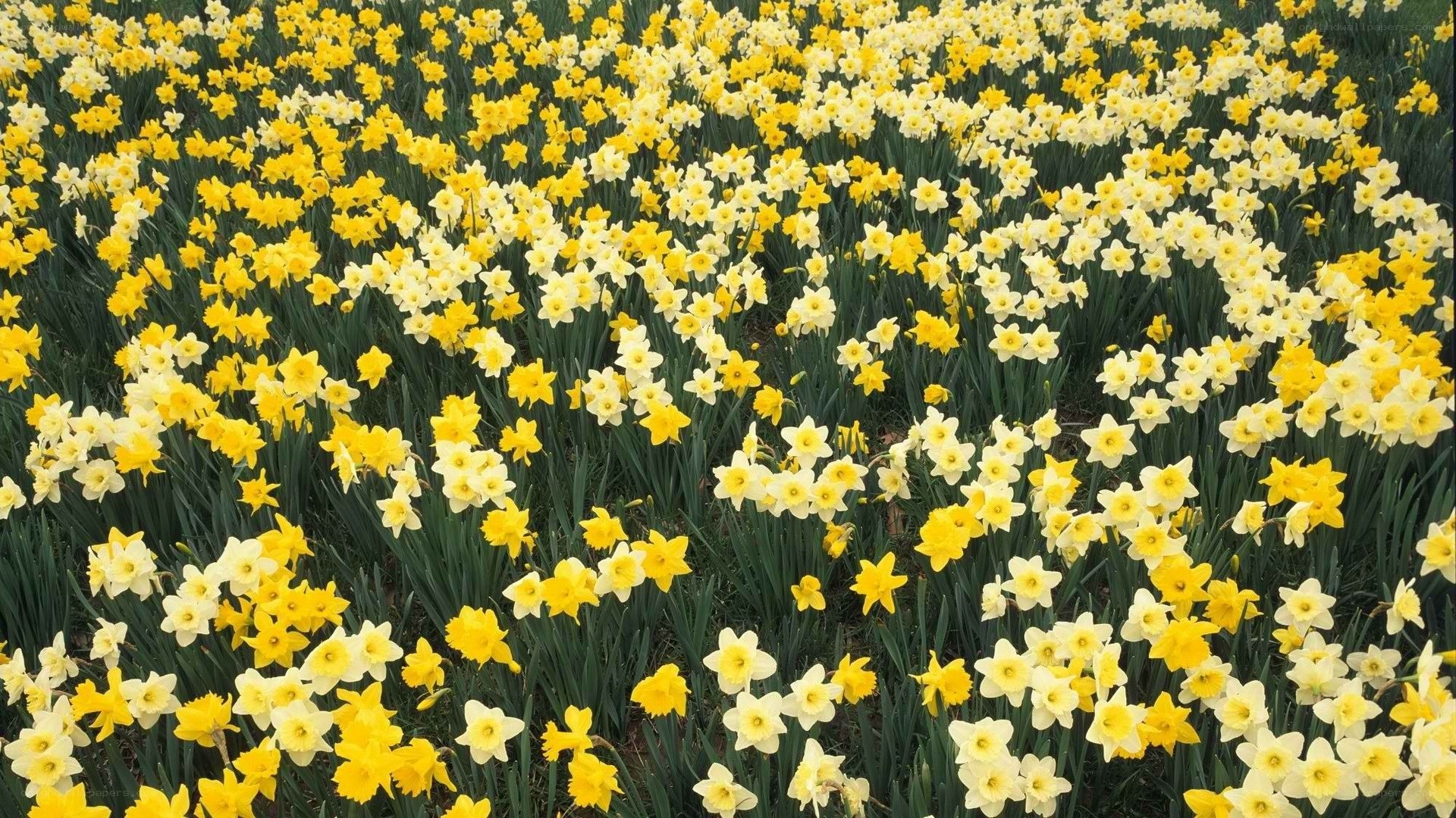 Yellow and white daffodils in a field