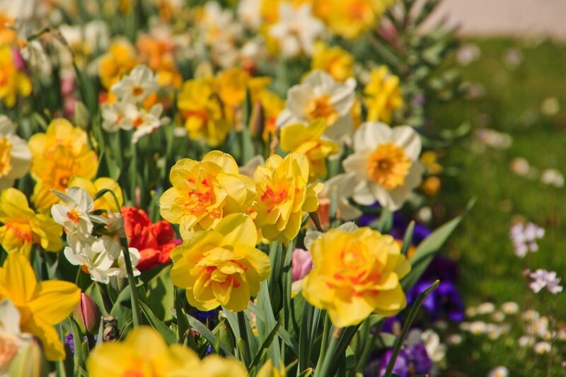 Yellow and White Daffodils