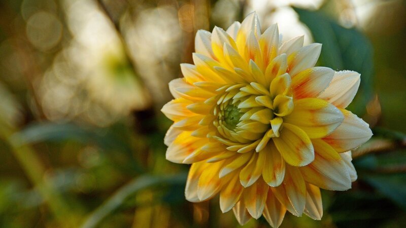 Yellow and White Dahlia — Serene