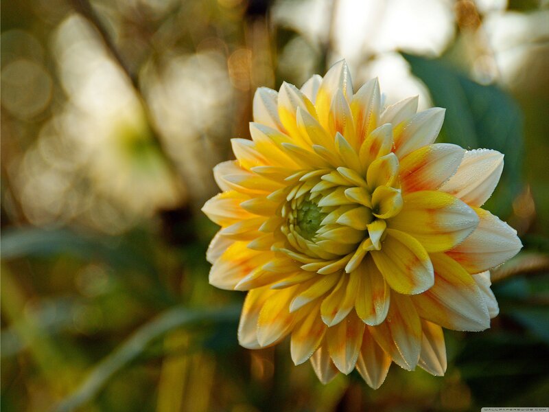 Yellow and White Dahlia