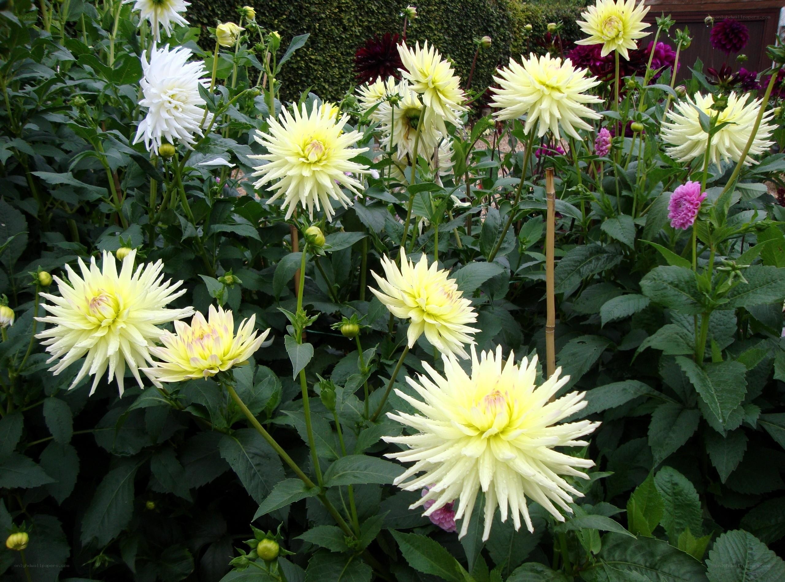 Yellow and white dahlias in garden