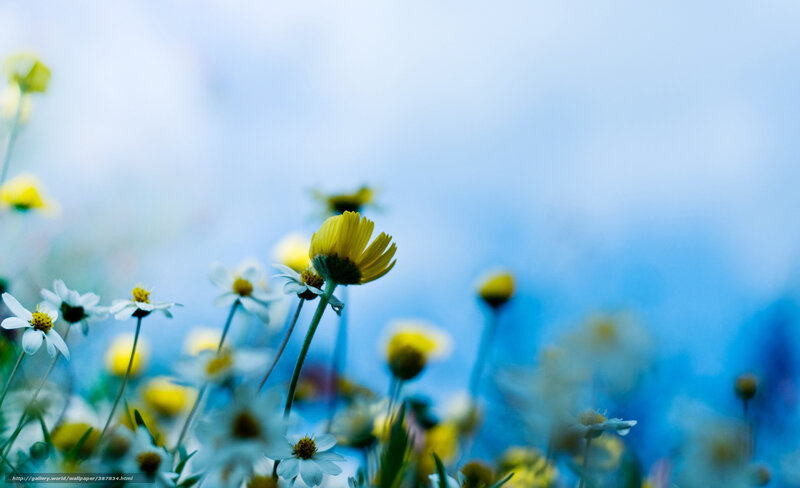 Yellow and White Daisies — Blue, Serene, Spring, Photograph
