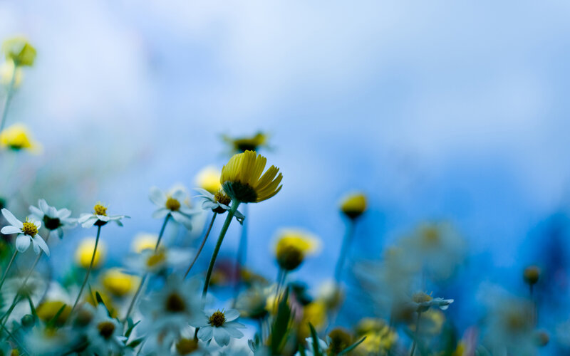 Yellow and White Daisies — Blue, Serene, Spring