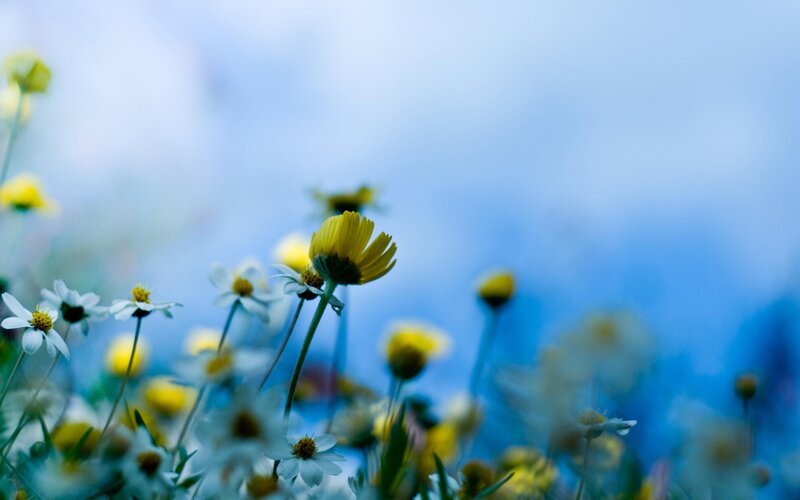 Yellow and White Daisies — Blue, Serene