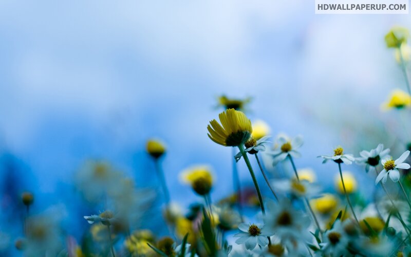 Yellow and White Daisies — Blue