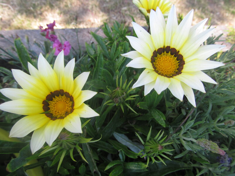 Yellow and White Daisies — Calm, Afternoon