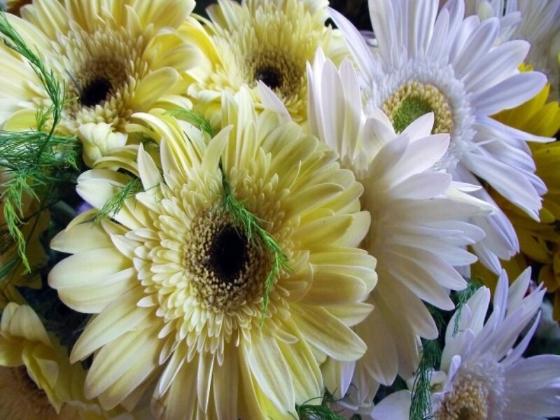 Yellow and White Daisies — Calm, Photograph