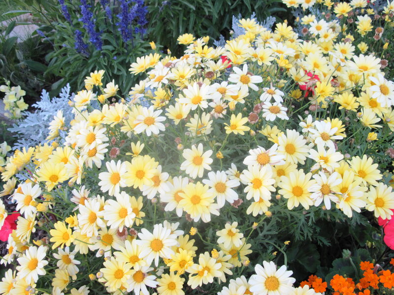 Yellow and White Daisies — Calm