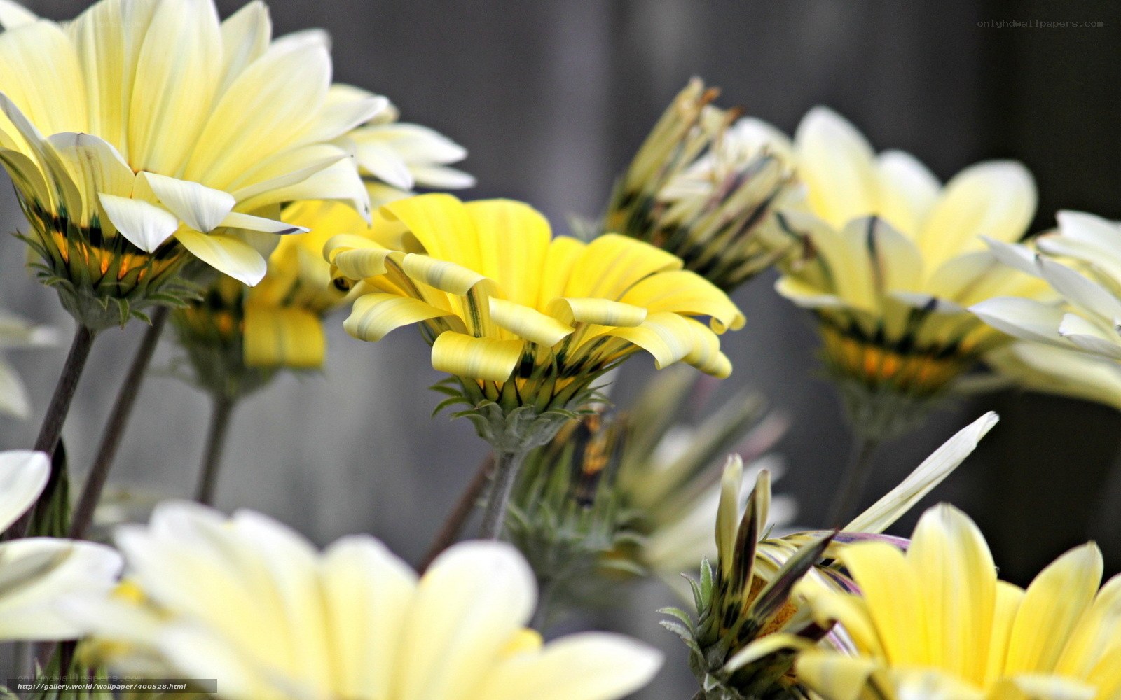 Yellow and white daisies in bloom