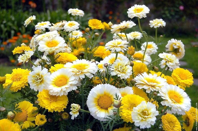 Yellow and white daisies in garden