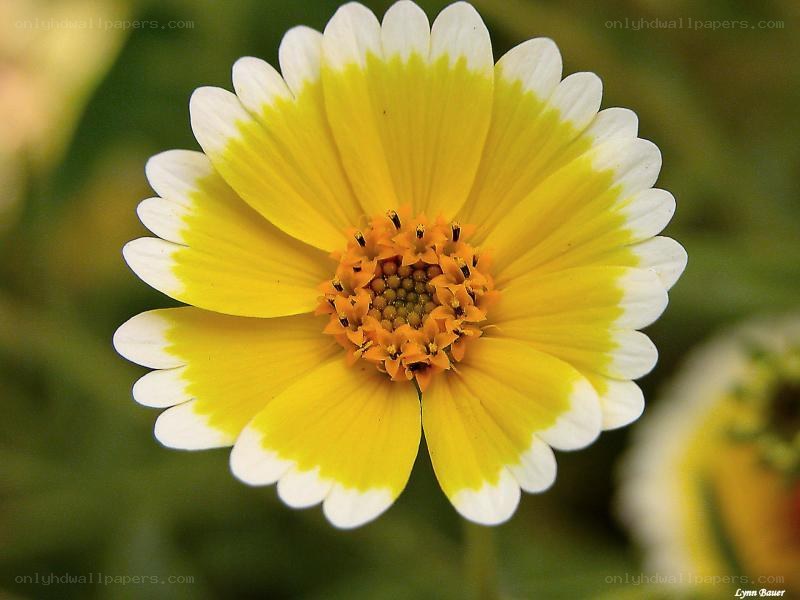 yellow and white daisy flower
