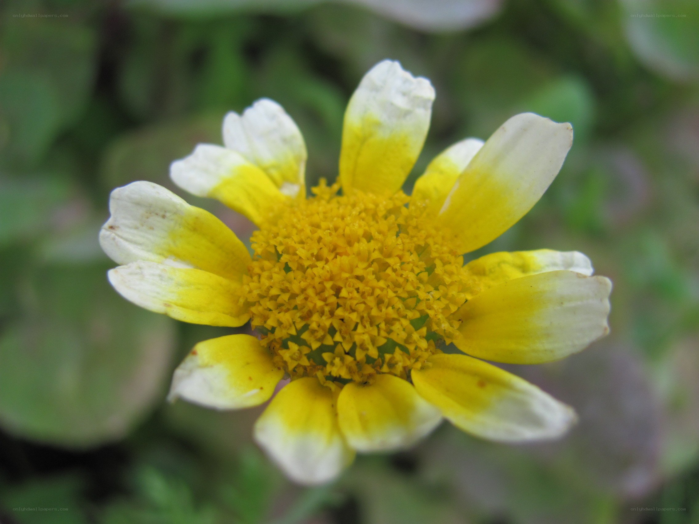 yellow and white daisy flower