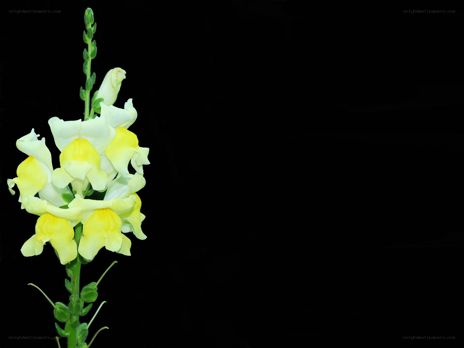 yellow and white flower