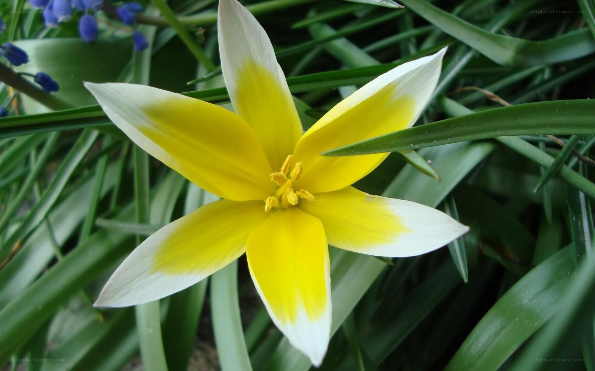 Yellow and white flower bloom