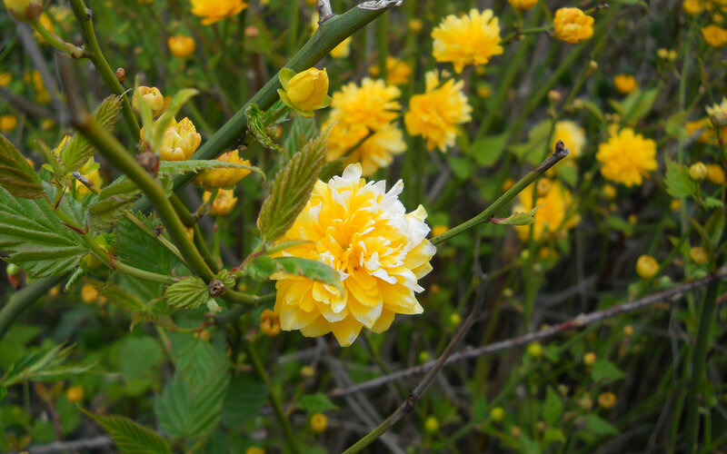 Yellow and White Flower — Calm
