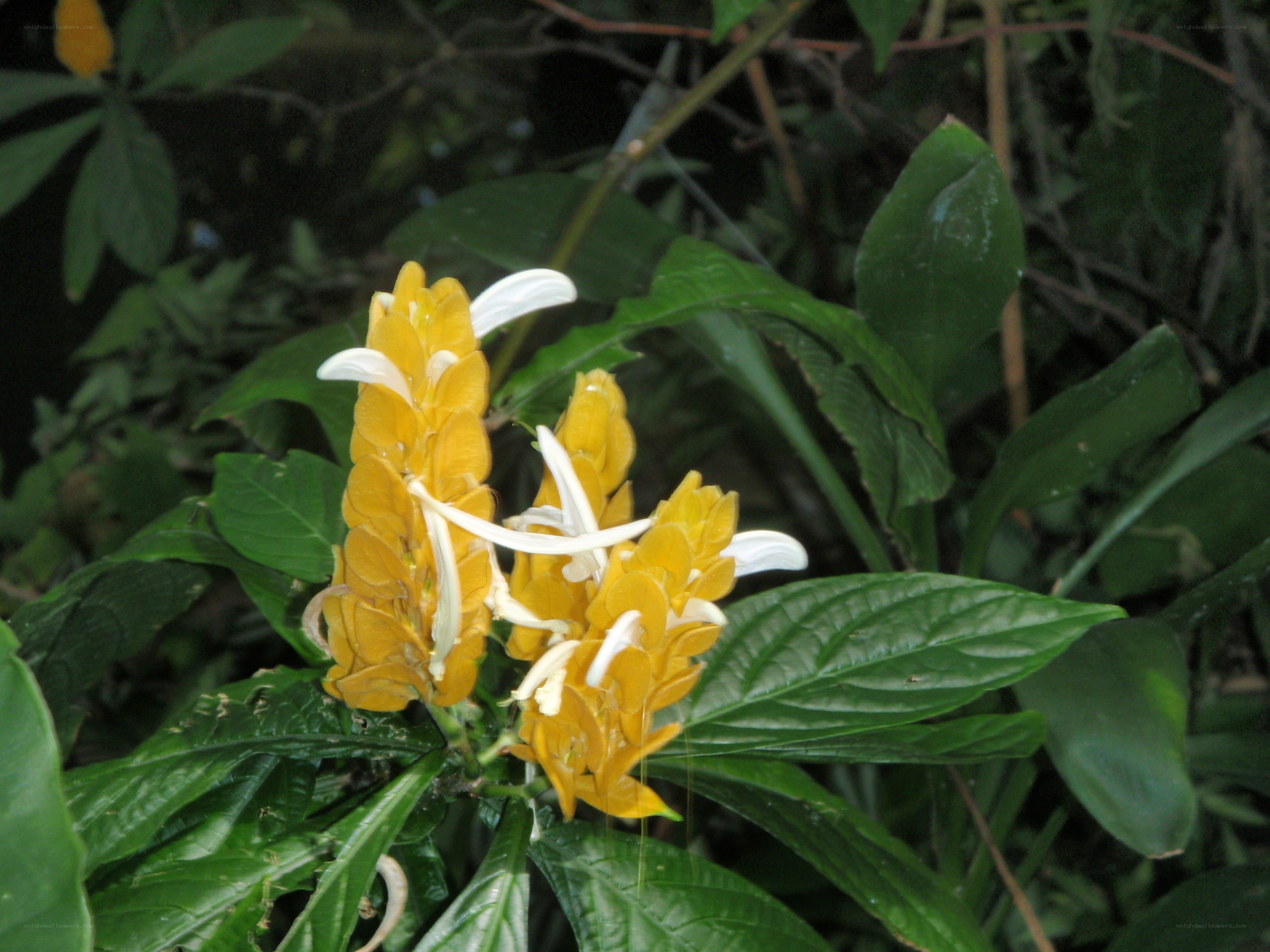 yellow and white flower cluster
