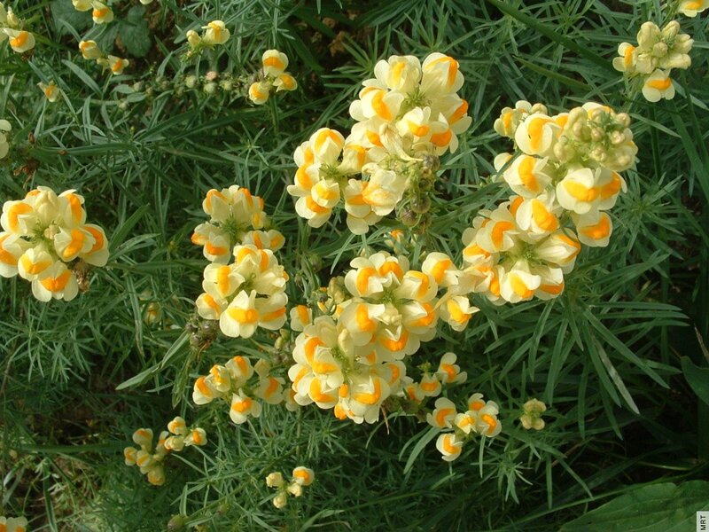 yellow and white flower clusters