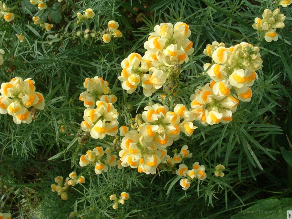 yellow and white flower clusters