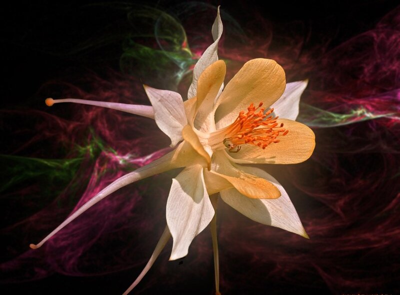 Yellow and White Flower — Dramatic