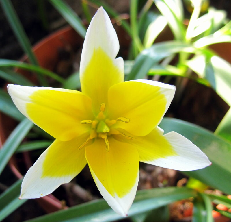 Yellow and White Flower — Natural, Afternoon