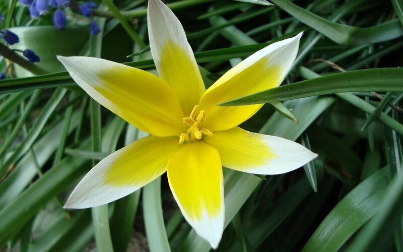Yellow and White Flower — Natural, Spring