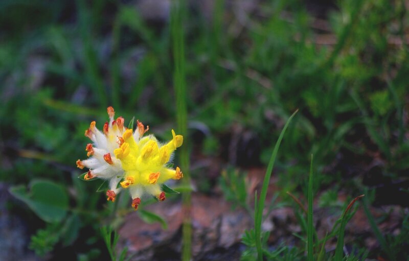 Yellow and White Flower — Natural