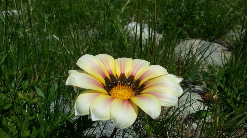 Yellow and White Flower — Serene, Afternoon
