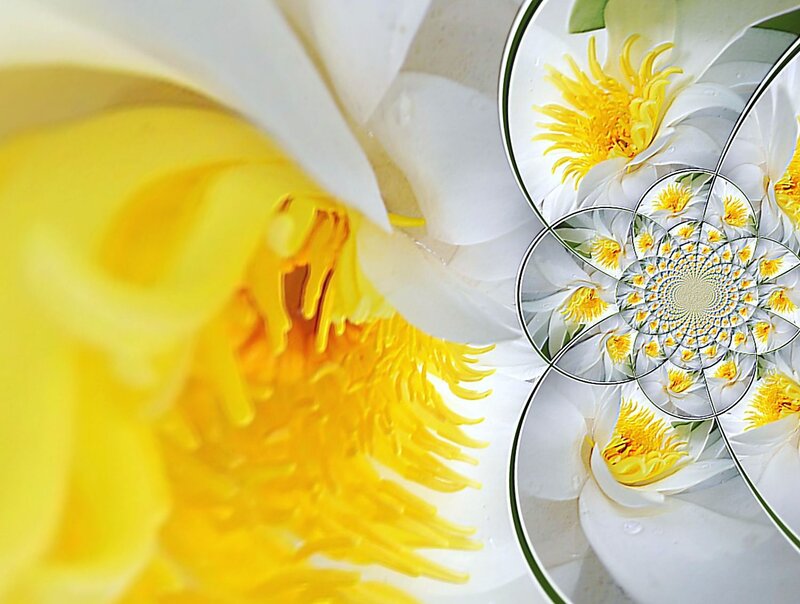 Yellow and White Flower — Serene, Digital Art