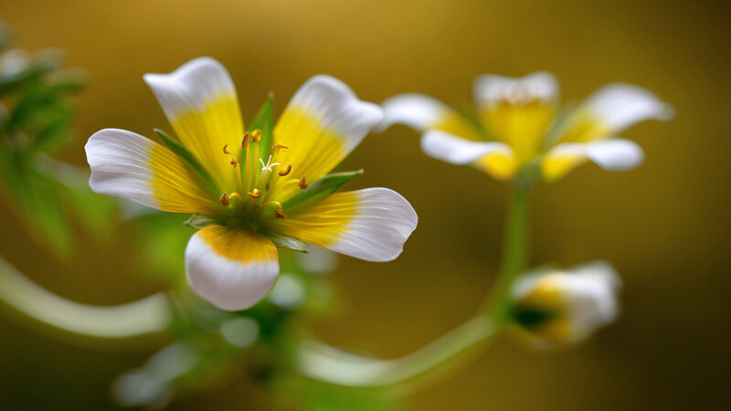 Yellow and White Flower — Serene, Spring