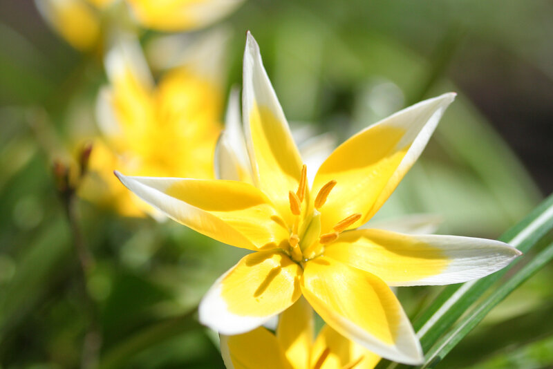 Yellow and White Flower — Serene