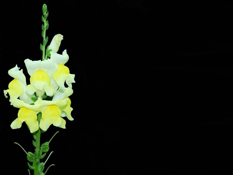 yellow and white flower