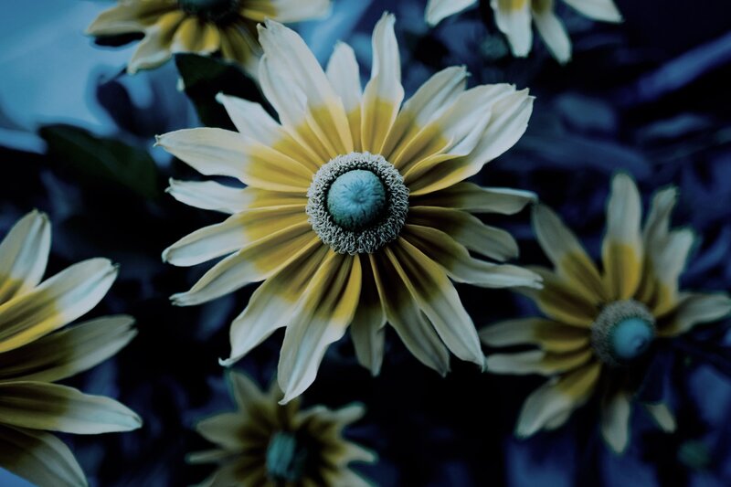 Yellow and White Flowers — Blue