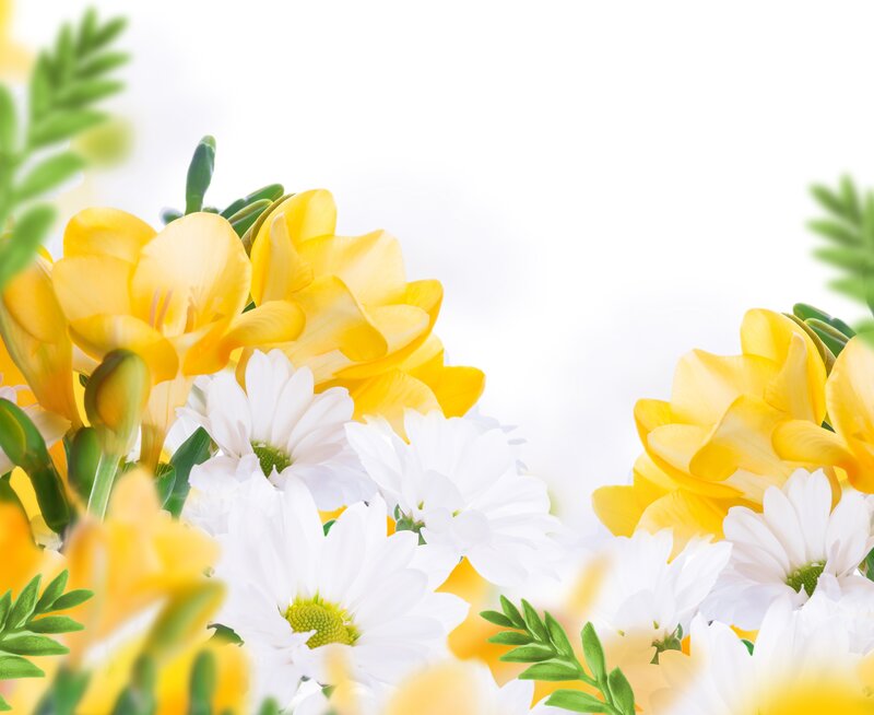 Yellow and White Flowers — Bright