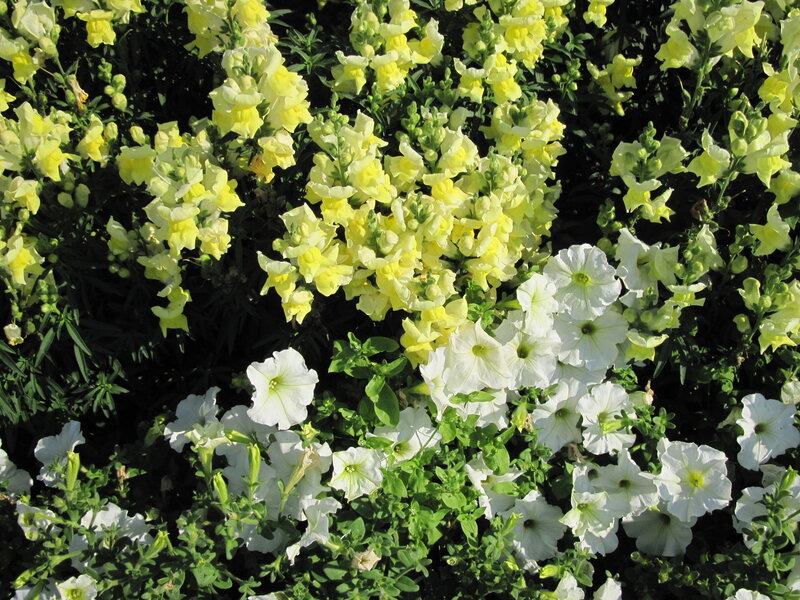 Yellow and White Flowers — Calm, Afternoon, Photograph