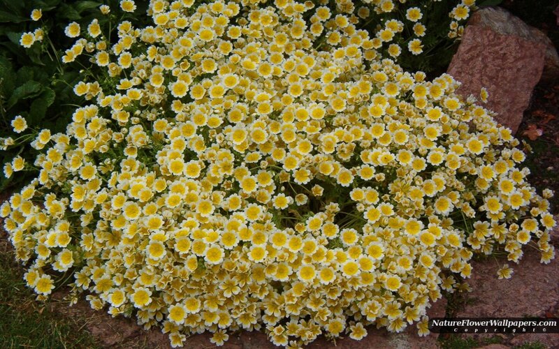 Yellow and White Flowers — Calm, Afternoon