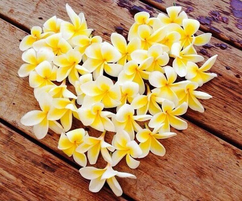 Yellow and White Flowers — Calm, Photograph, Wooden Surface