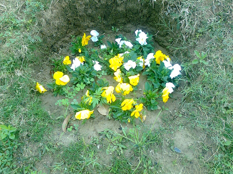Yellow and White Flowers — Calm, Spring, Photograph, Grass