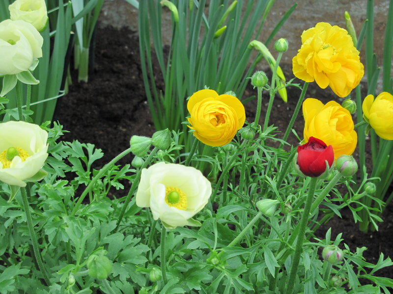 Yellow and White Flowers — Calm, Spring, Photograph