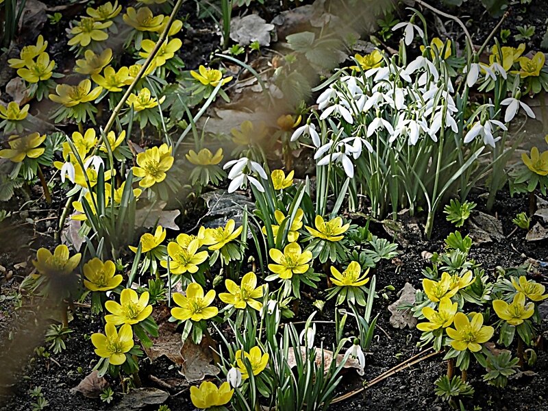 Yellow and White Flowers — Calm, Spring