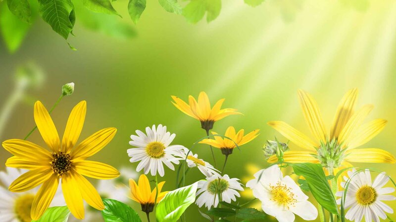 Yellow and White Flowers — Green, Serene