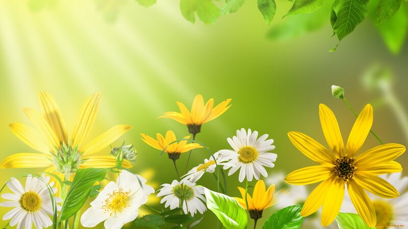 Yellow and White Flowers — Green