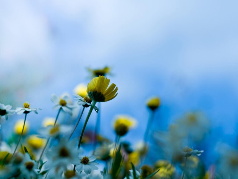 Yellow and white flowers in a field