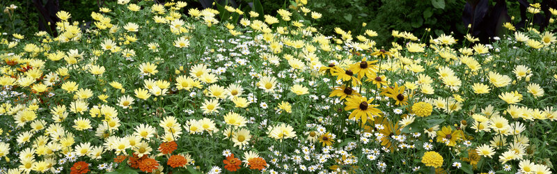 Yellow and white flowers in a garden