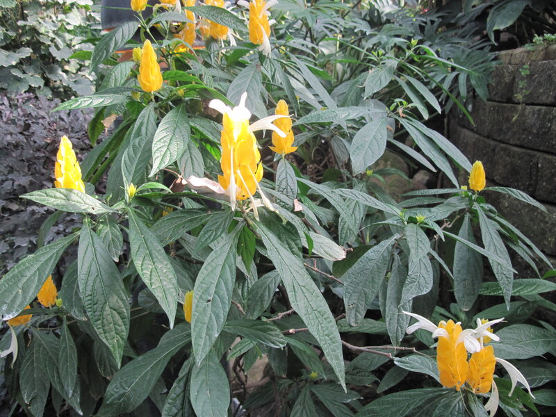 Yellow and White Flowers — Natural, Afternoon, Photograph