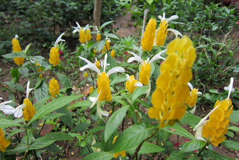 Yellow and White Flowers — Natural, Afternoon