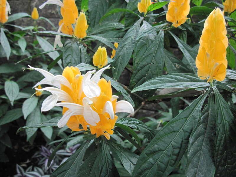 Yellow and White Flowers — Natural, Photograph