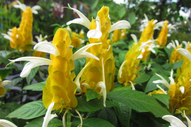 Yellow and White Flowers — Natural