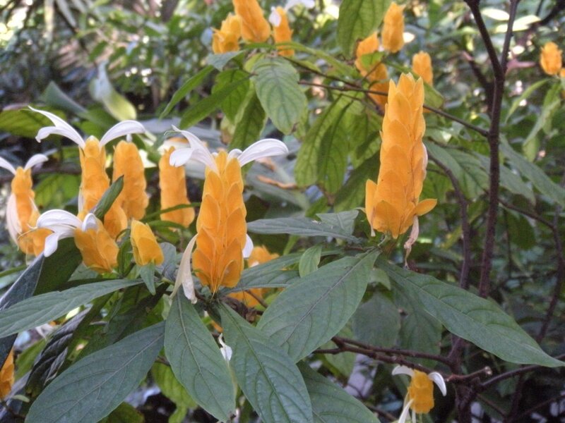 yellow and white flowers on a bush